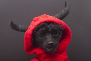 Dog Devil