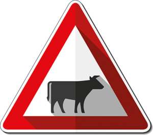 dirty cow