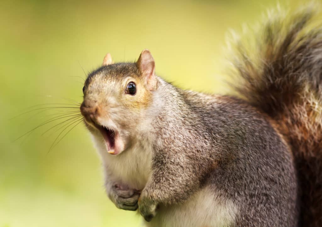 squirrelmail går i graven